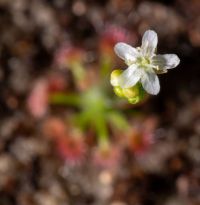 kvetoucí Drosera micrantha